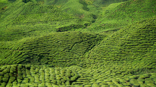 How Matcha is Made