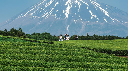 Tea plantation with lush green tea plants in the foreground and Mount Fuji towering in the background, with a group of people exploring the scenic landscape. A serene view highlighting the beauty of Japan’s tea-growing regions.